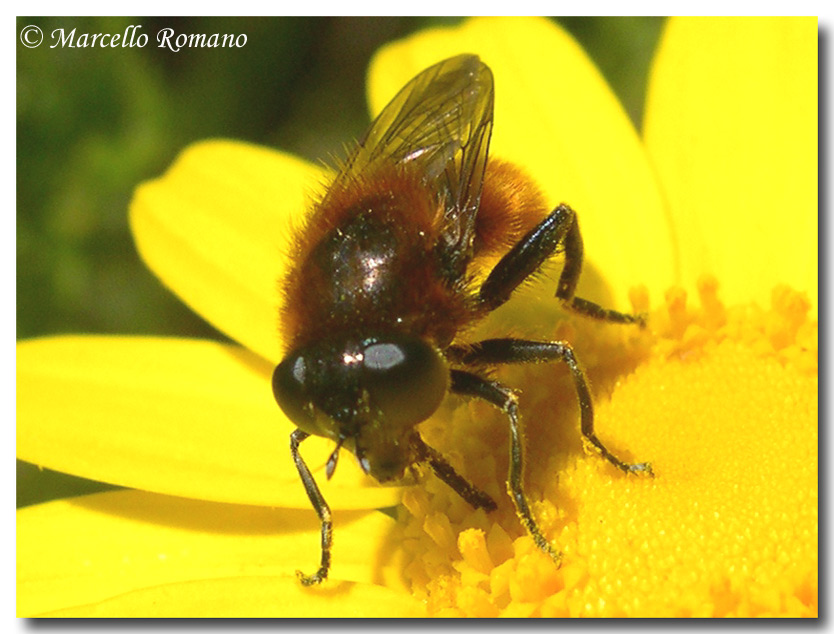 Un imitatore d''eccezione: Platynochaetus sp (Syrphidae)